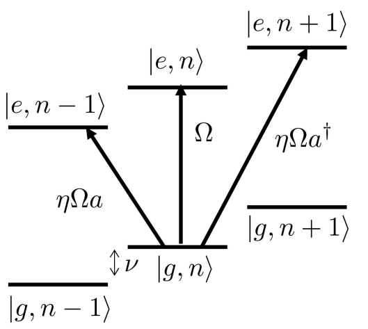 Sideband transitions couple internal atomic states to motional phonon states.
